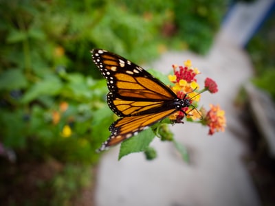 Close-up photography in the daytime, the monarch butterfly perches on the pink flowers
